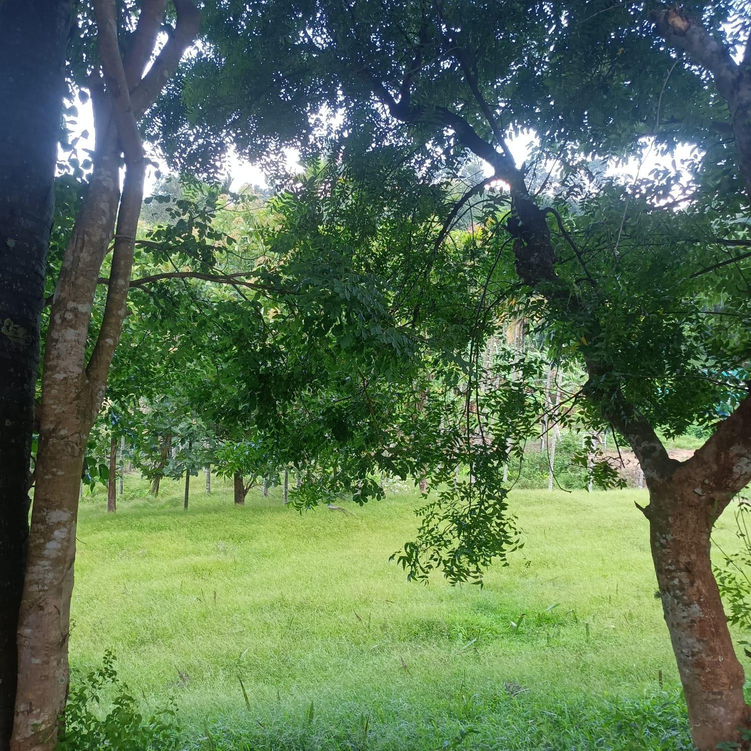 Padavayal Greens Attappādi 外观 照片